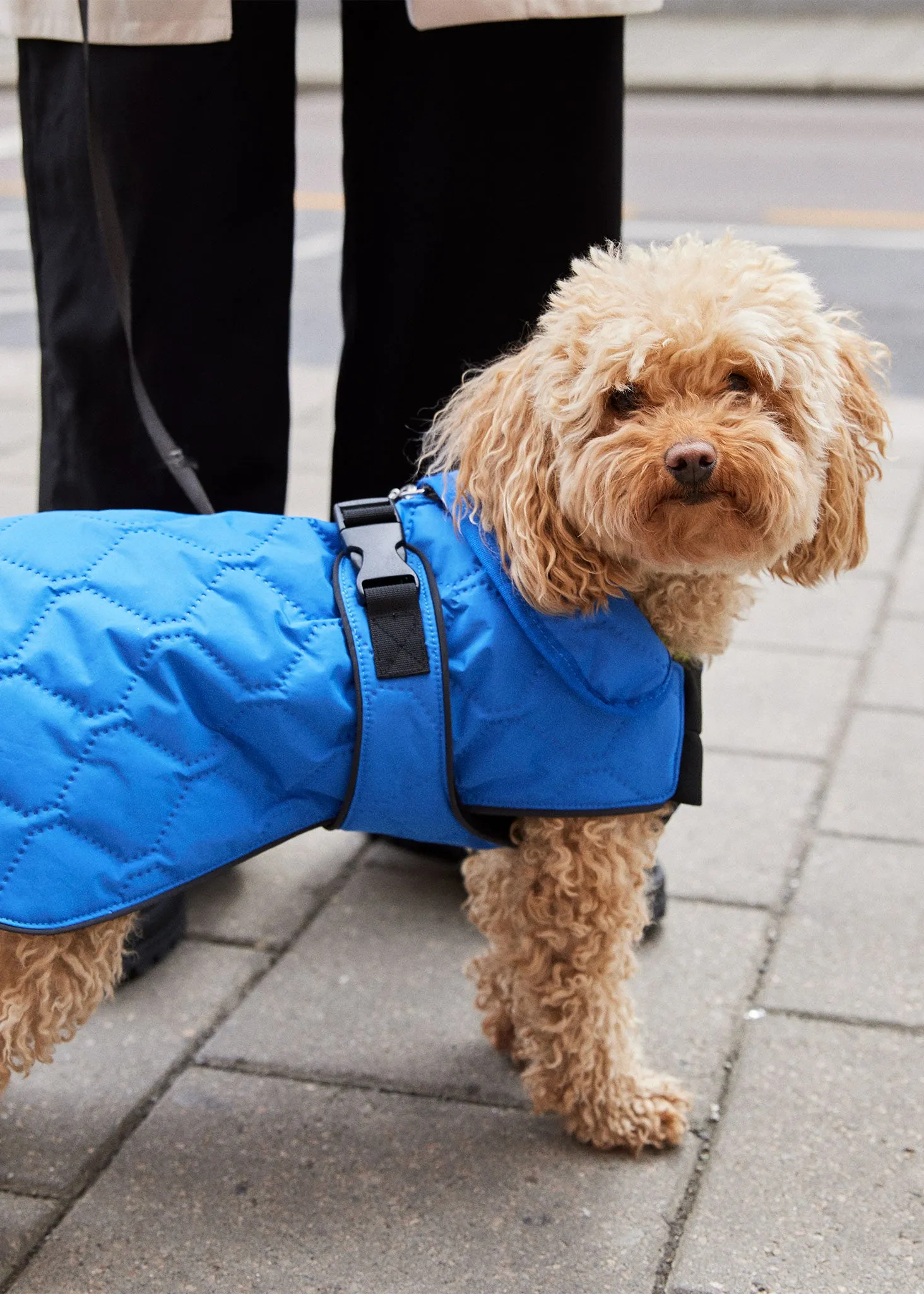 Dog Coat - Palace Blue